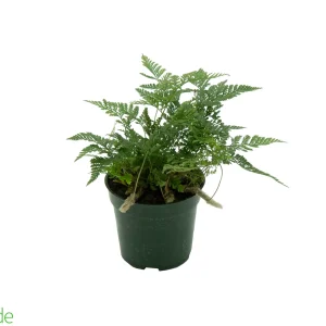 4" Pot Rabbit's Foot Fern