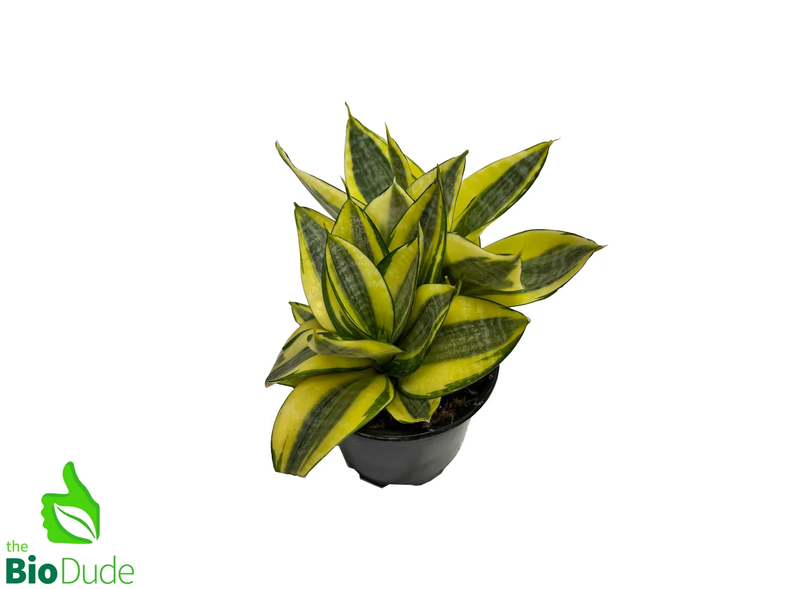 4" Pot Sansevieria Shorter Variety - Image 2