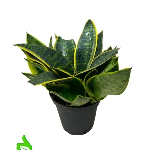 4" Pot Sansevieria Shorter Variety