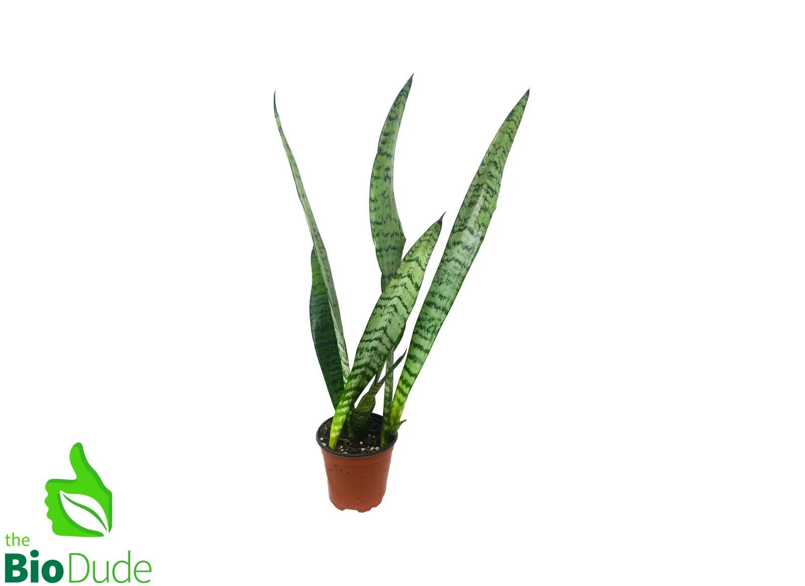 4" Pot Sansevieria Taller Variety - Image 2