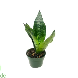 4" Pot Sansevieria Taller Variety