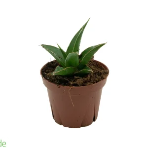 4" Pot Sansevieria Tower (juvenile form; will eventually grow tall)
