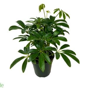 4" Pot Schefflera Bush