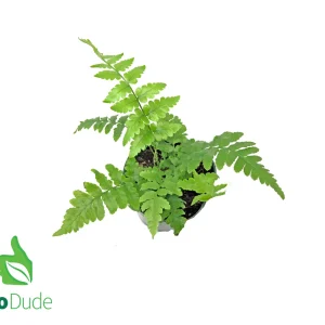 4" Pot Southern Shield Fern