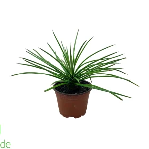 4" Pot Spaghetti Agave