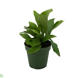 4" Pot Staghorn Fern