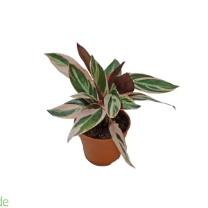 4" Pot Stromanthe Triostar