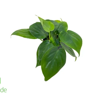 4" Pot Sweetheart Philodendron