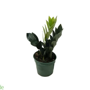 4" Pot ZZ Oscura