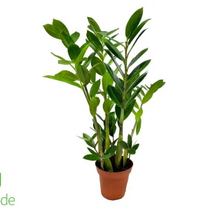 4" Pot ZZ Plant
