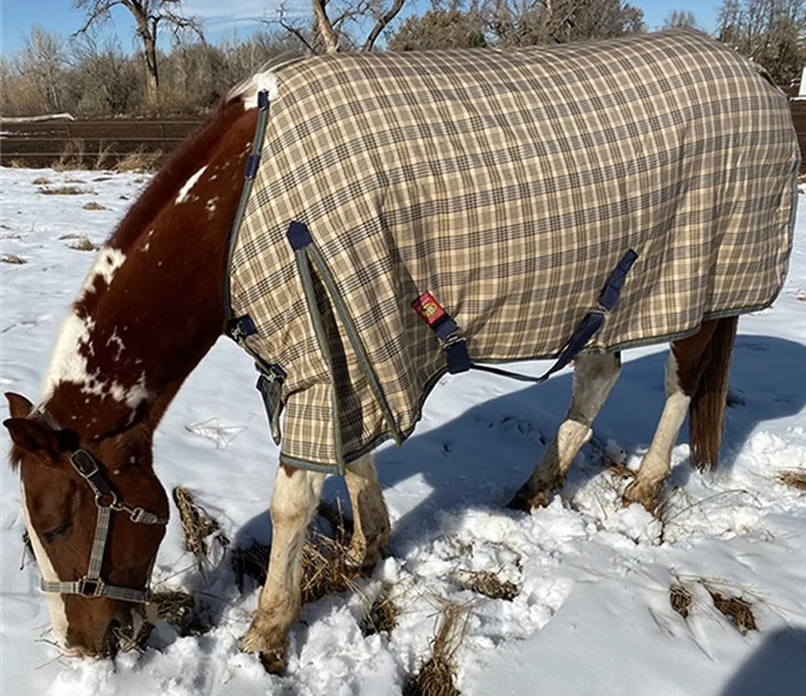 5/A Baker® Extreme 555 Gram Turnout Blanket