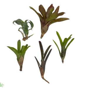 5-Count Offset Bromeliad Neoregelia Sampler Pack