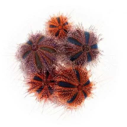 (5 Pack) Aquacultured Tuxedo Urchins (Mespilia globulus) 0.5" - 1.0" - ORA Chicago