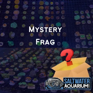 (5 Pack) Mystery Frag (3/4" - 1") - SAQ Coral Farm