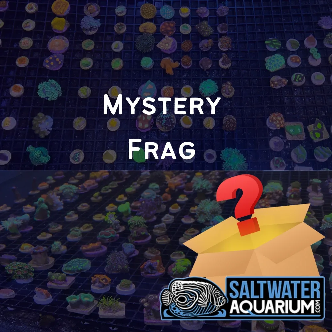 (5 Pack) Mystery Frag (3/4" - 1") - SAQ Coral Farm