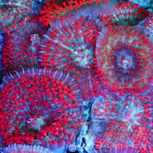 (5 PACK) St. Thomas Mushroom - SAQ Coral Farm
