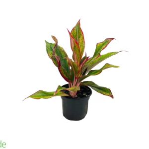 5" Pot Aglaonema Siam