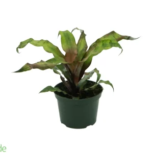 5" Pot Cryptanthus Strawberry