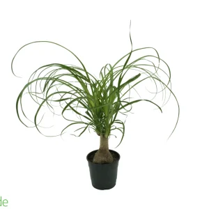 5" Pot Guatemalan Ponytail Palm