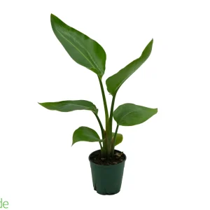 5" Pot Strelitzia-Nicolai (White Bird Of Paradise)