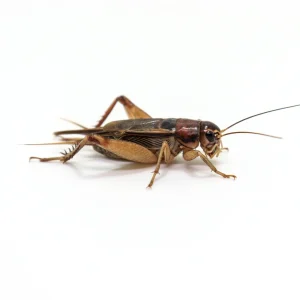 500 Large Crickets