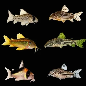 (6 Pack) Mystery Cory Catfish (Freshwater) Fish - SAQ Chicago Fish