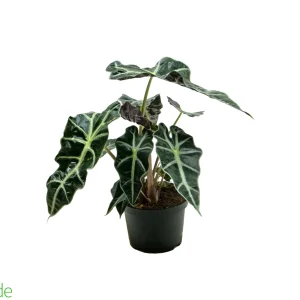 6" Pot Alocasia Polly