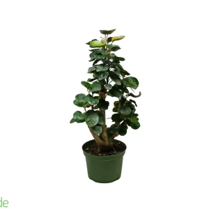 6" Pot Aralia Fabian