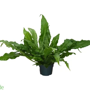 6" Pot Bird's Nest Fern Crocodile
