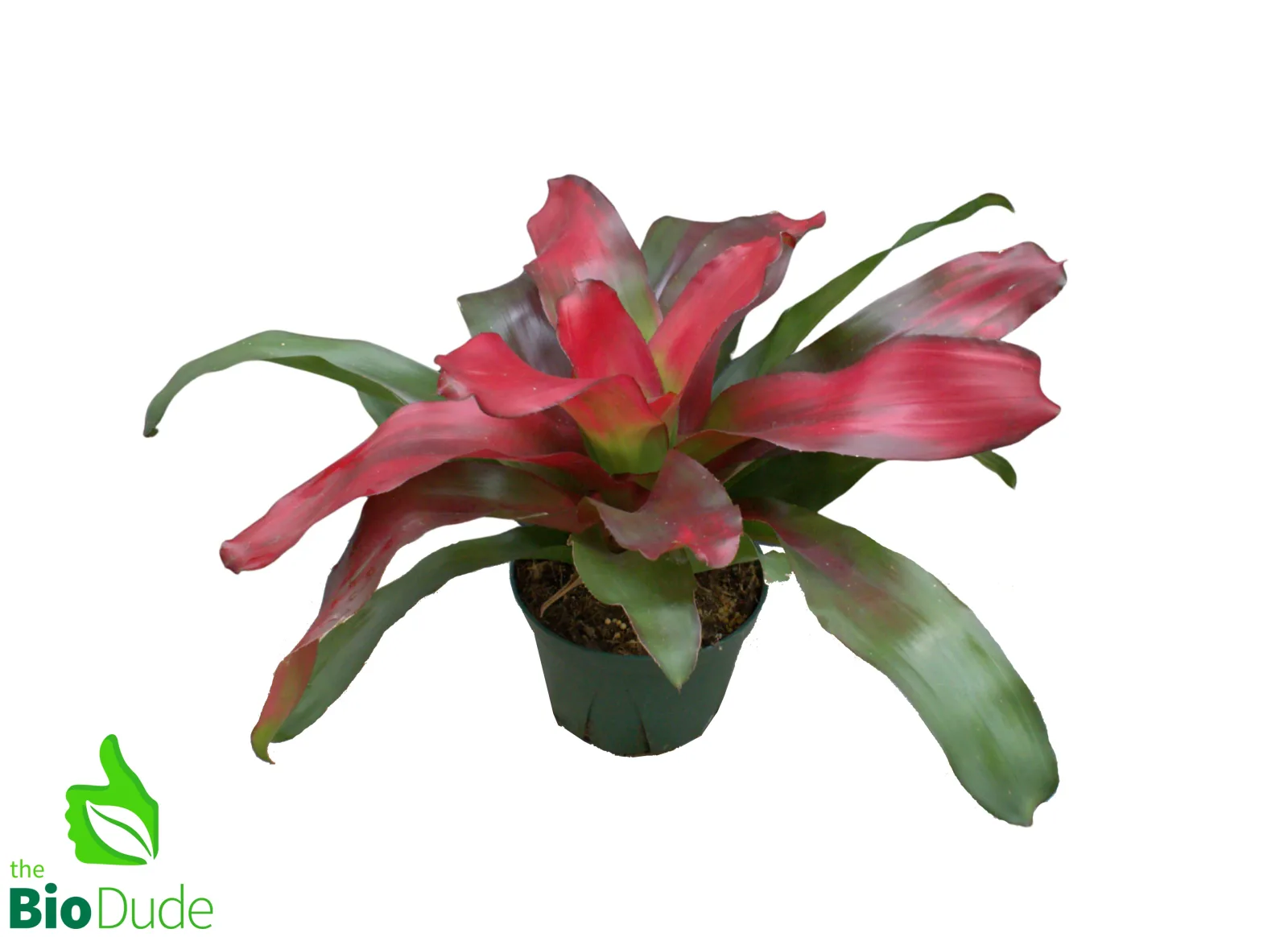 6" Pot Bromeliad Neoregelia - Rooted Mother *The Dude's Choice* - Image 2