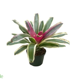 6" Pot Bromeliad Neoregelia - Rooted Mother *The Dude's Choice*