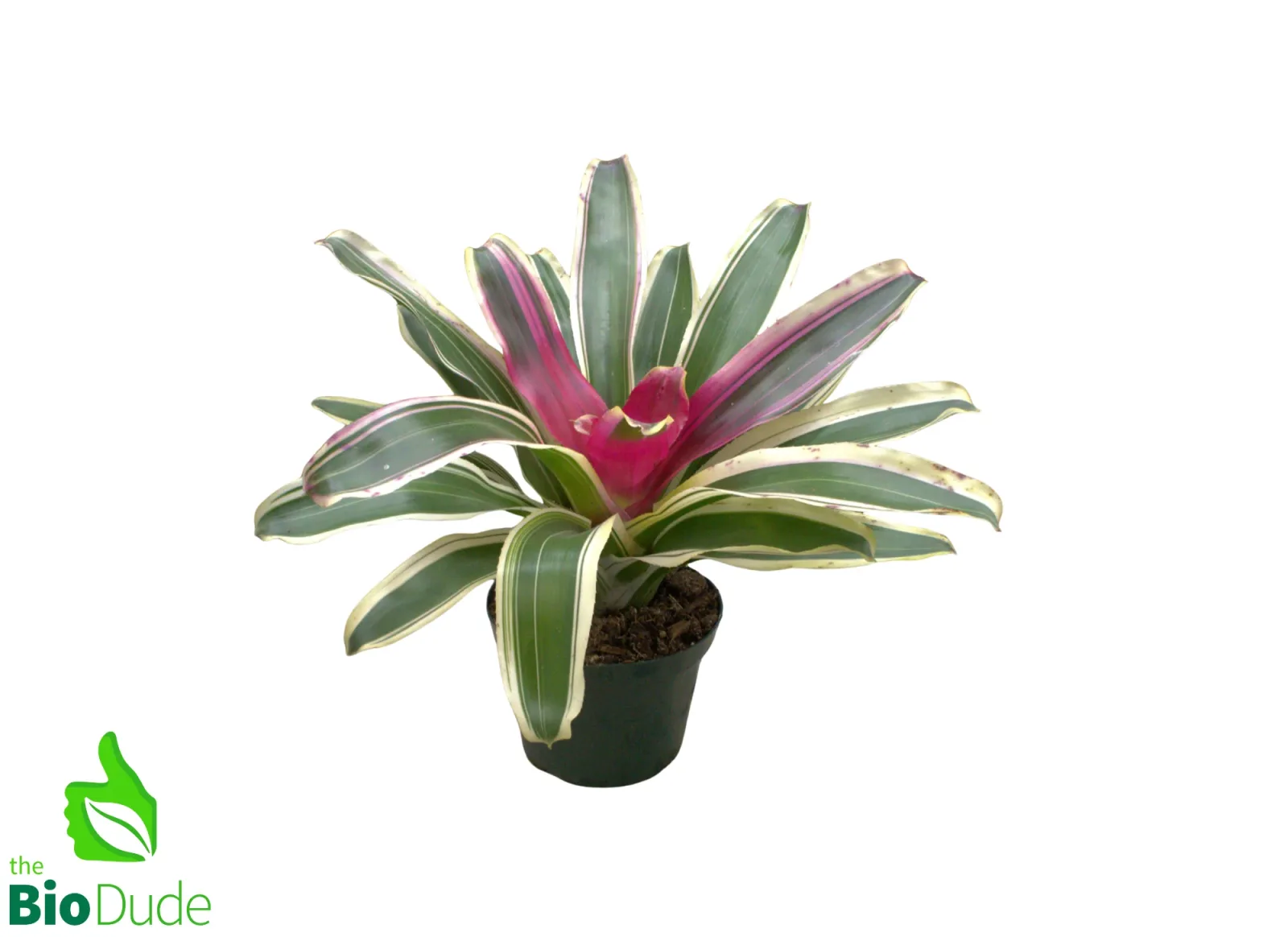 6" Pot Bromeliad Neoregelia - Rooted Mother *The Dude's Choice*