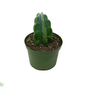 6" Pot Cuddly Cactus