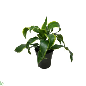 6" Pot Dracaena Dorado