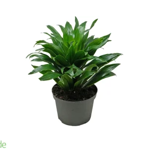 6" Pot Dracaena JC Compacta