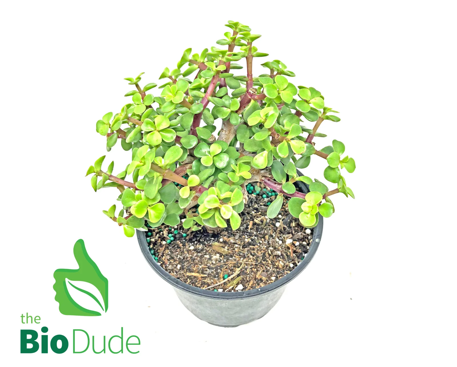 6" Pot Elephant Feed - Image 2