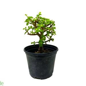 6" Pot Elephant Feed
