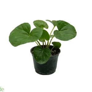 6" Pot Farfugium Gigantea