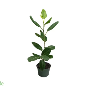 6" Pot Ficus Audrey