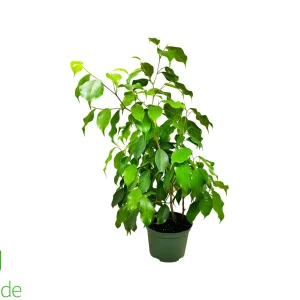 6" Pot Ficus Spire