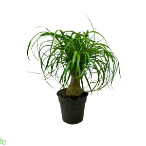 6" Pot Guatemalan Ponytail Palm