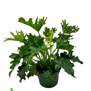 6" Pot Lickety Split