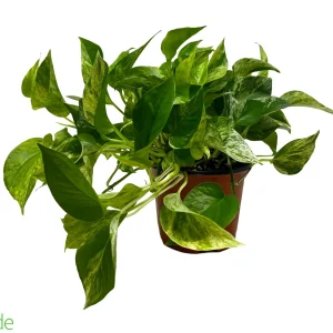 6" Pot Marble Queen Pothos