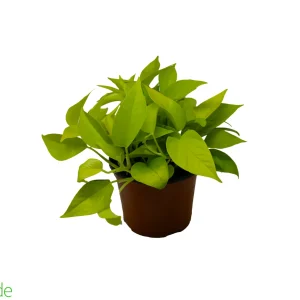 6" Pot Neon Pothos