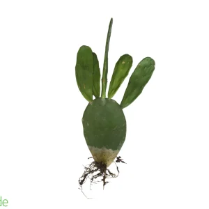 6" Pot Opuntia Cactus Prickly Pear