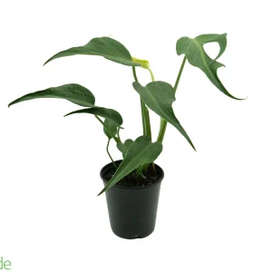 6" Pot Philodendron Burle Marx Flame