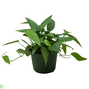 6" Pot Pothos Cebu Blue
