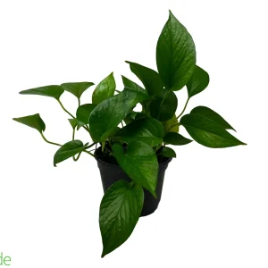6" Pot Pothos Jade