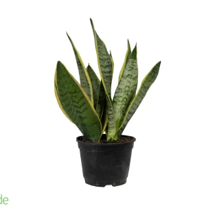 6" Pot Sansevieria Snake Plant Taller Variety