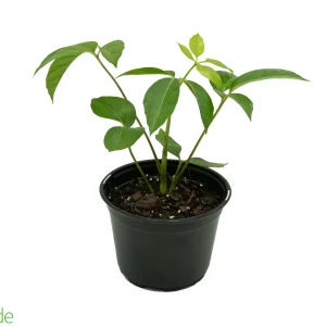 6" Pot Schefflera Amate